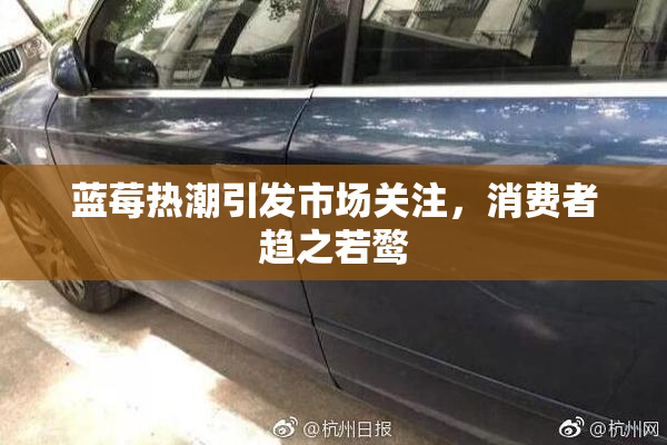 蓝莓热潮引发市场关注，消费者趋之若鹜
