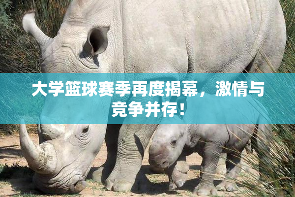 大学篮球赛季再度揭幕，激情与竞争并存！