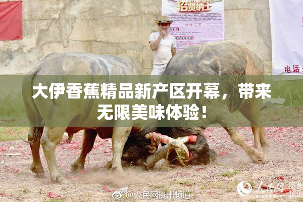 大伊香蕉精品新产区开幕，带来无限美味体验！