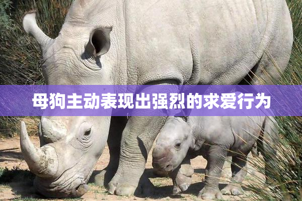 母狗主动表现出强烈的求爱行为