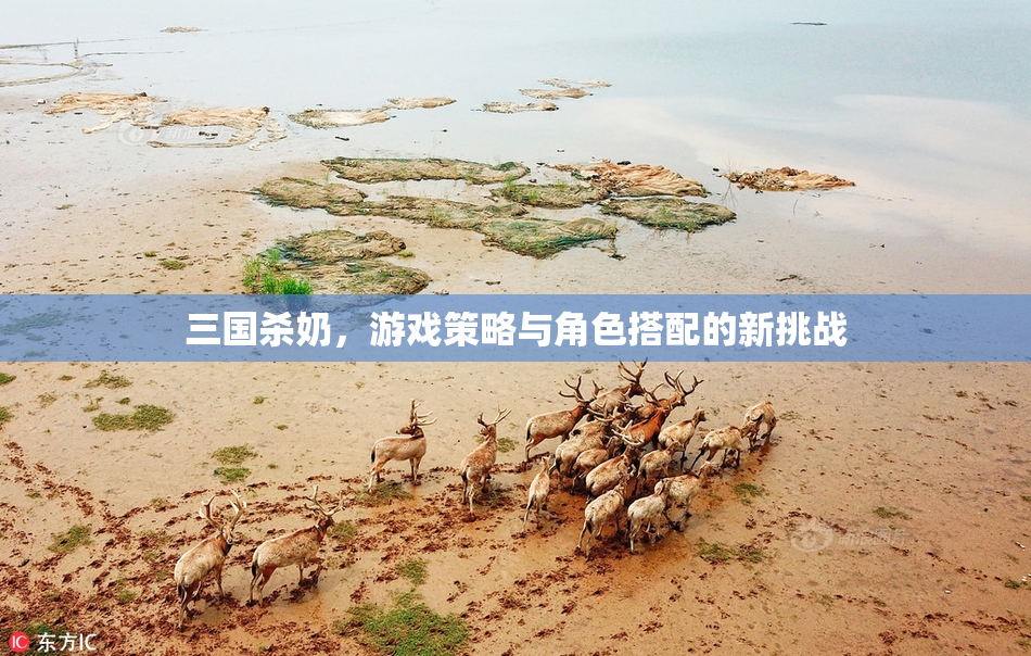 三国杀奶，游戏策略与角色搭配的新挑战