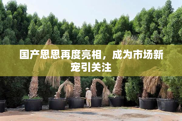 国产思思再度亮相，成为市场新宠引关注