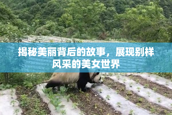 揭秘美丽背后的故事，展现别样风采的美女世界