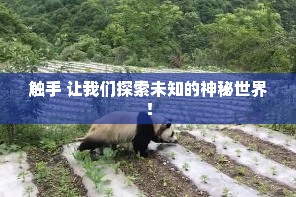 触手 让我们探索未知的神秘世界！