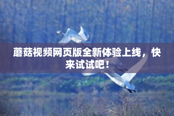 蘑菇视频网页版全新体验上线，快来试试吧！
