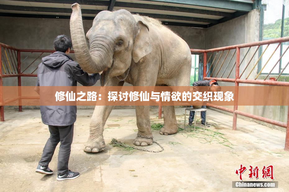 修仙之路：探讨修仙与情欲的交织现象