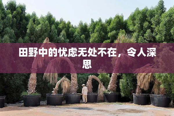 田野中的忧虑无处不在，令人深思