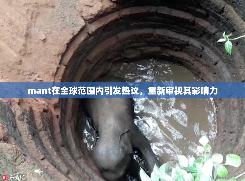 mant在全球范围内引发热议，重新审视其影响力