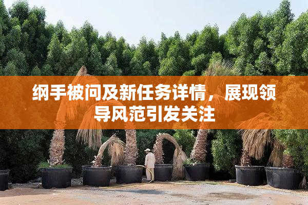 纲手被问及新任务详情，展现领导风范引发关注