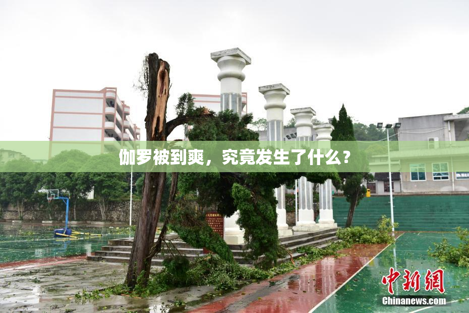 伽罗被到爽，究竟发生了什么？