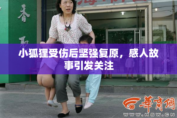 小狐狸受伤后坚强复原，感人故事引发关注