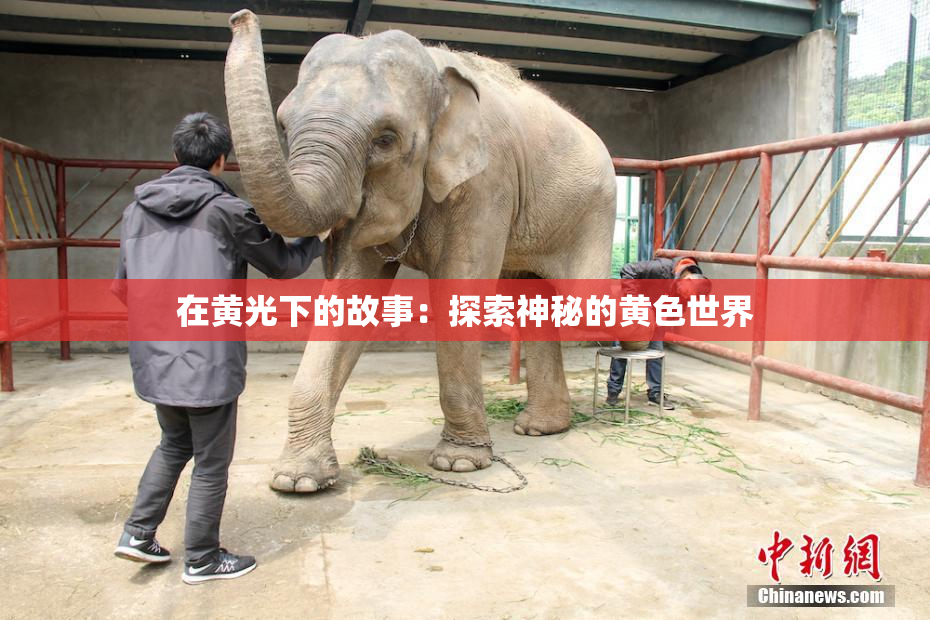 在黄光下的故事：探索神秘的黄色世界