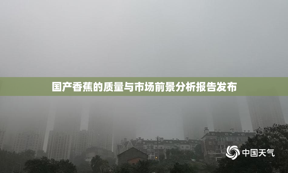 国产香蕉的质量与市场前景分析报告发布