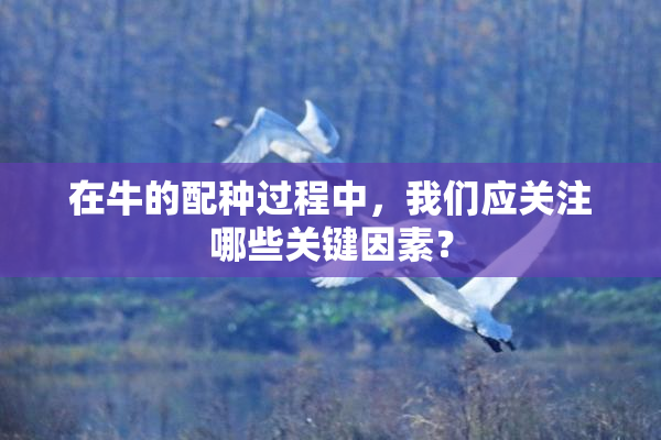 在牛的配种过程中，我们应关注哪些关键因素？