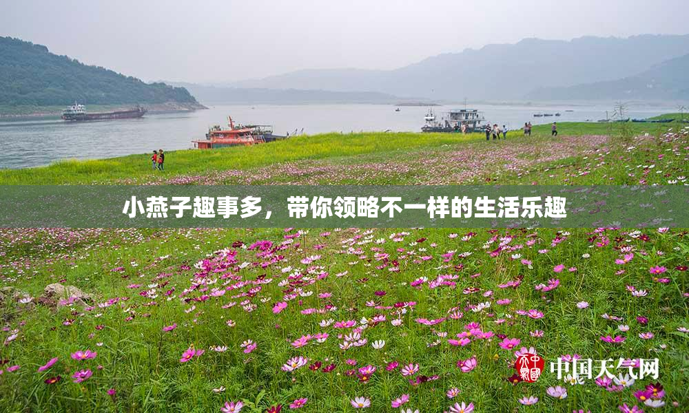 小燕子趣事多，带你领略不一样的生活乐趣