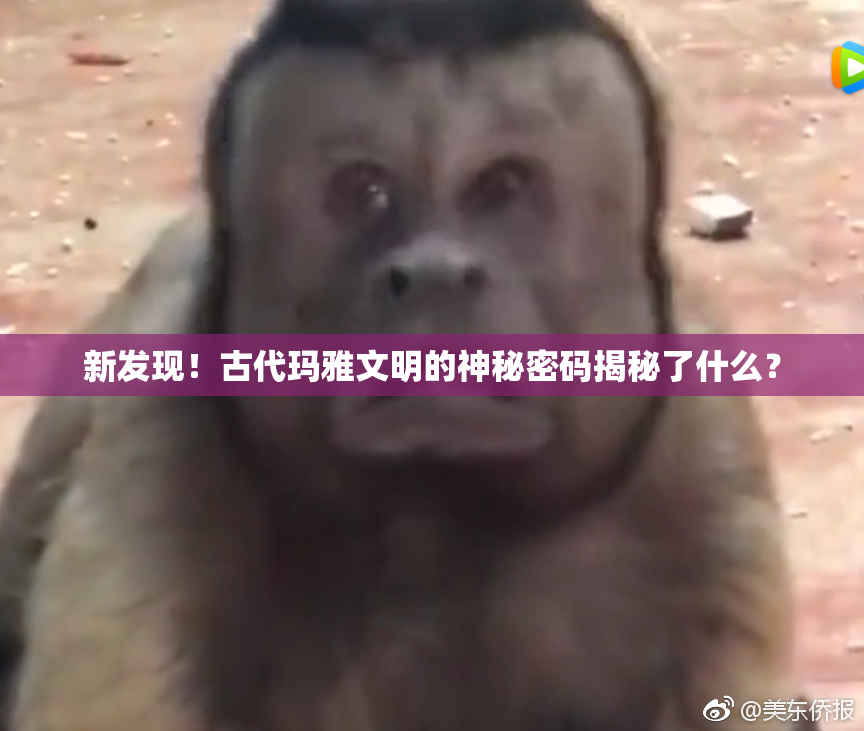 新发现！古代玛雅文明的神秘密码揭秘了什么？