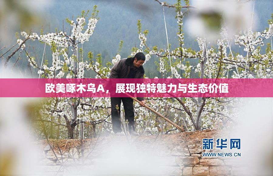 欧美啄木乌A，展现独特魅力与生态价值