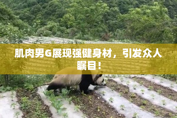 肌肉男G展现强健身材，引发众人瞩目！