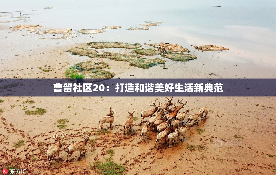 曹留社区20：打造和谐美好生活新典范