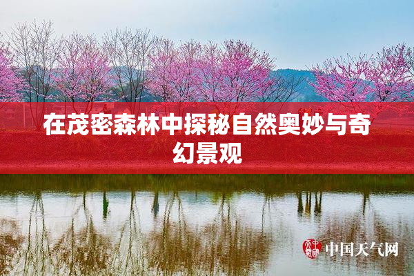 在茂密森林中探秘自然奥妙与奇幻景观