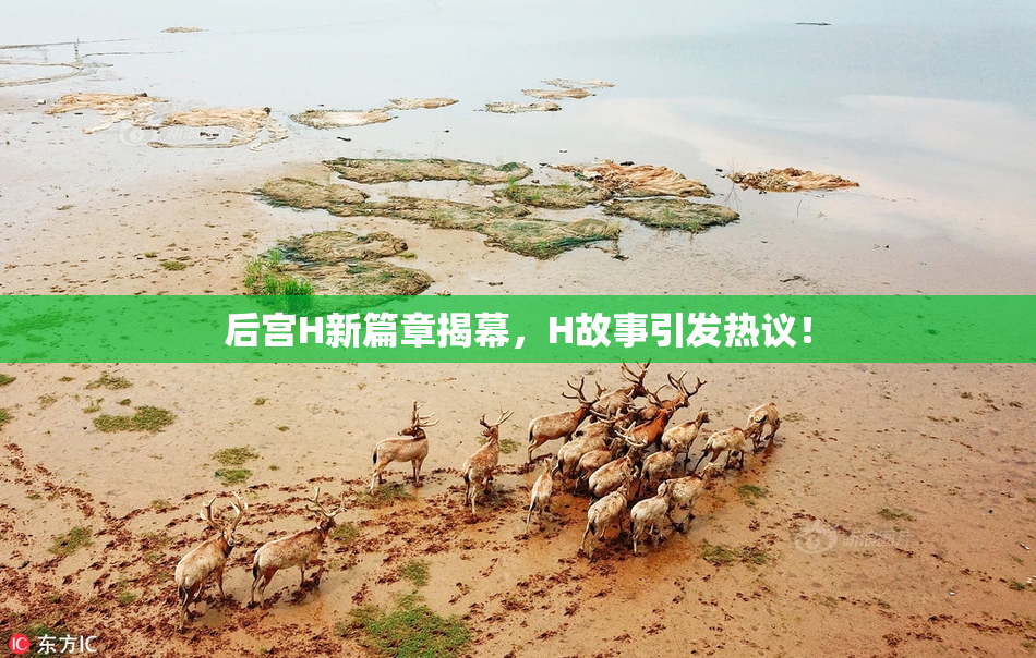 后宫H新篇章揭幕，H故事引发热议！