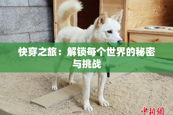快穿之旅：解锁每个世界的秘密与挑战