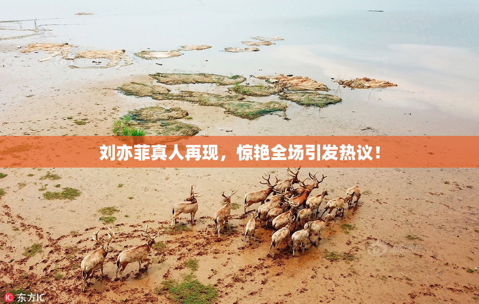 刘亦菲真人再现，惊艳全场引发热议！