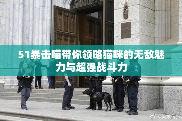 51暴击喵带你领略猫咪的无敌魅力与超强战斗力