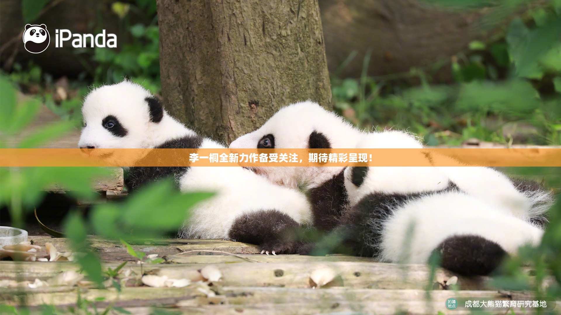 李一桐全新力作备受关注，期待精彩呈现！