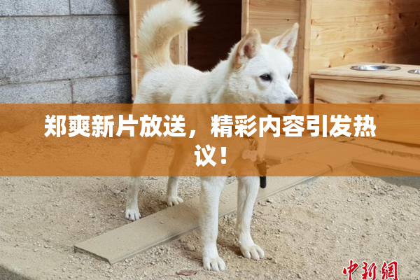 郑爽新片放送，精彩内容引发热议！