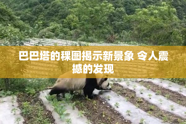 巴巴塔的稞图揭示新景象 令人震撼的发现