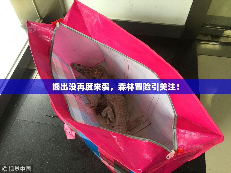 熊出没再度来袭，森林冒险引关注！