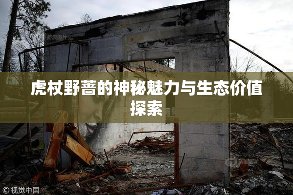 虎杖野蔷的神秘魅力与生态价值探索
