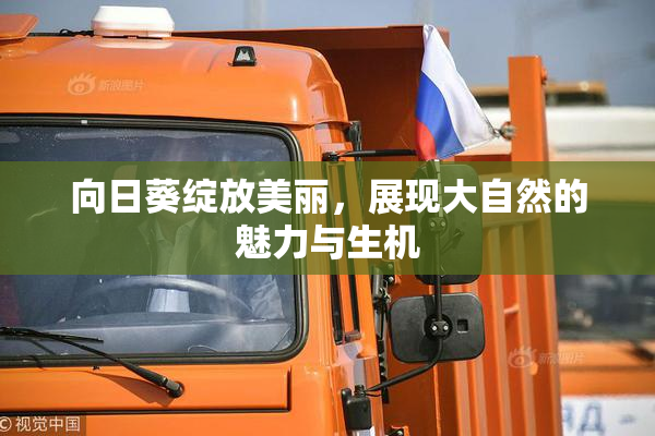 向日葵绽放美丽，展现大自然的魅力与生机