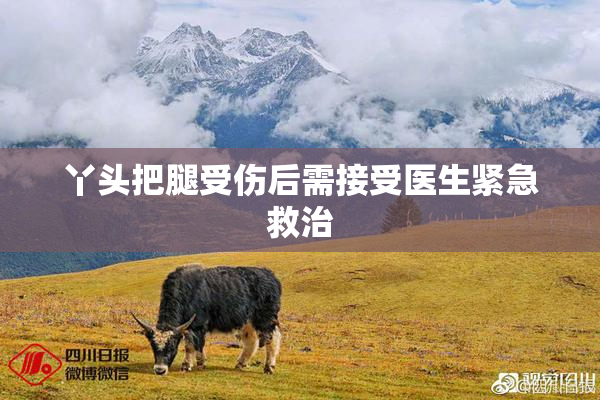 丫头把腿受伤后需接受医生紧急救治