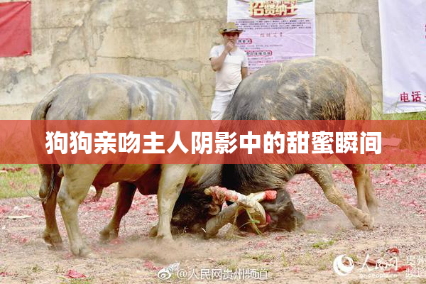 狗狗亲吻主人阴影中的甜蜜瞬间