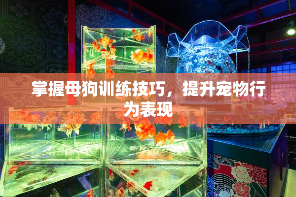 掌握母狗训练技巧，提升宠物行为表现