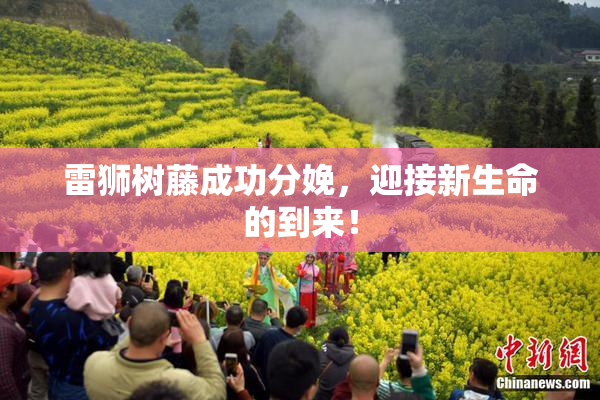 雷狮树藤成功分娩，迎接新生命的到来！
