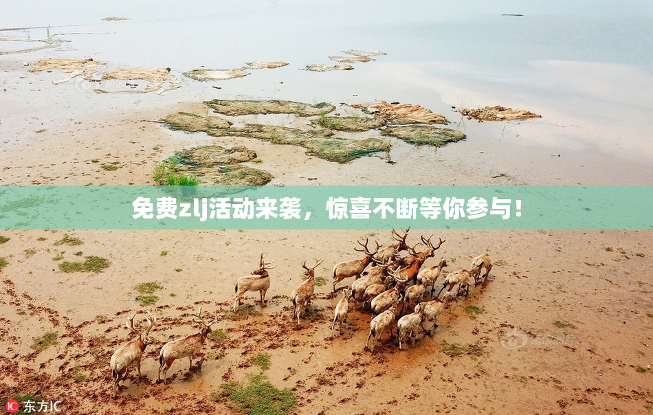 免费zlj活动来袭，惊喜不断等你参与！