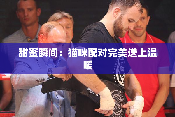 甜蜜瞬间：猫咪配对完美送上温暖