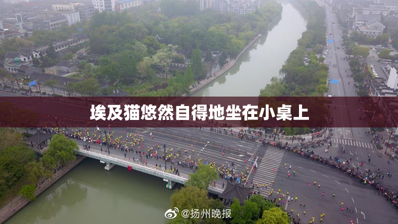 埃及猫悠然自得地坐在小桌上