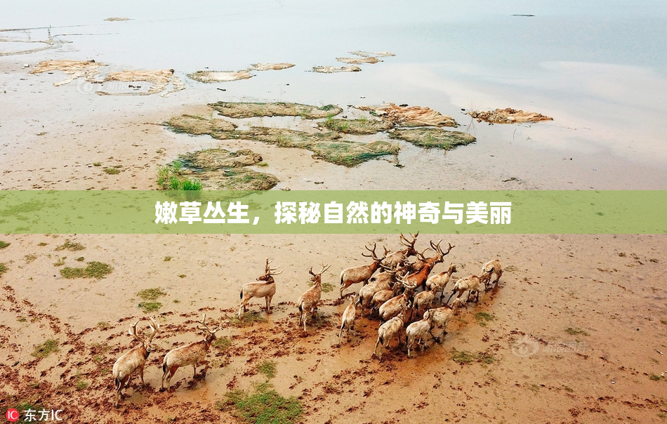 嫩草丛生，探秘自然的神奇与美丽