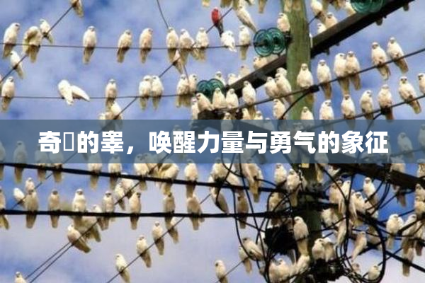 奇犽的睾，唤醒力量与勇气的象征