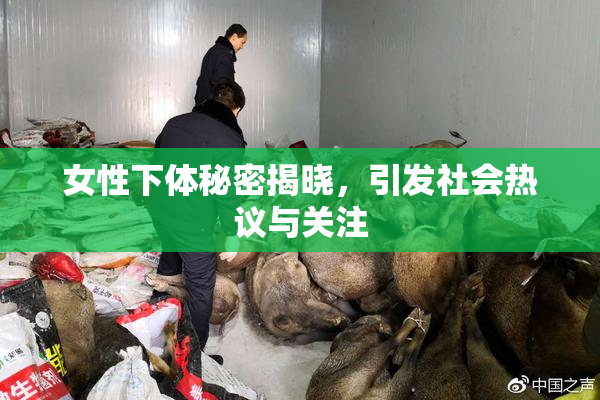 女性下体秘密揭晓，引发社会热议与关注