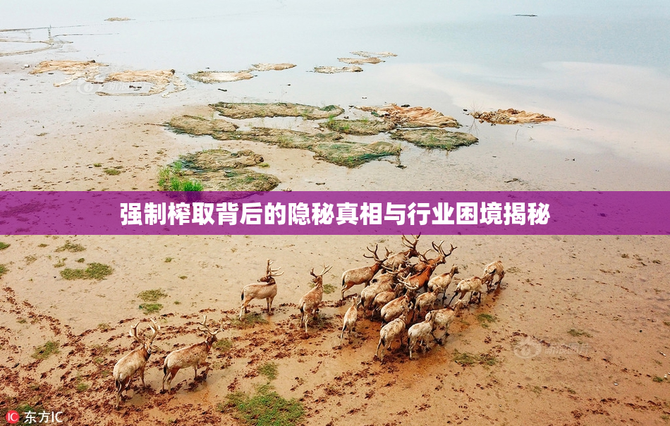 强制榨取背后的隐秘真相与行业困境揭秘