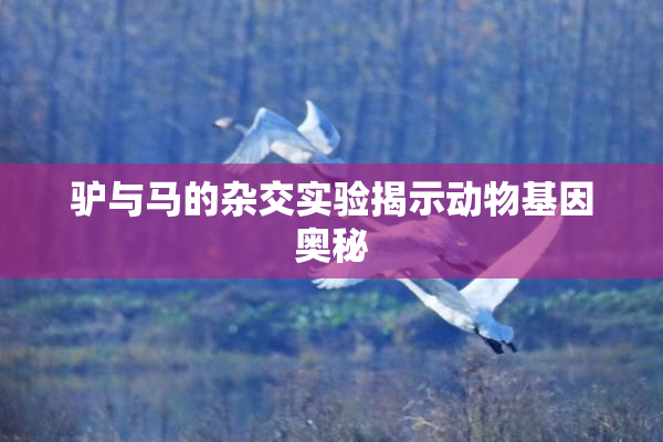 驴与马的杂交实验揭示动物基因奥秘