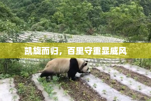 凯旋而归，百里守重显威风