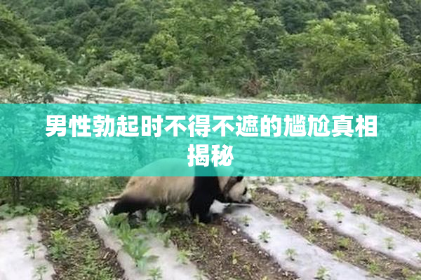 男性勃起时不得不遮的尴尬真相揭秘