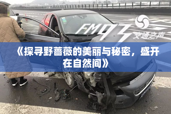 《探寻野蔷薇的美丽与秘密，盛开在自然间》