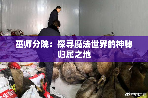 巫师分院：探寻魔法世界的神秘归属之地